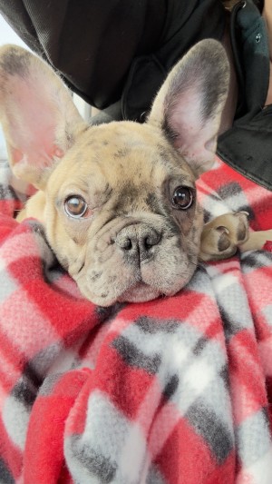Photo of Yogi
