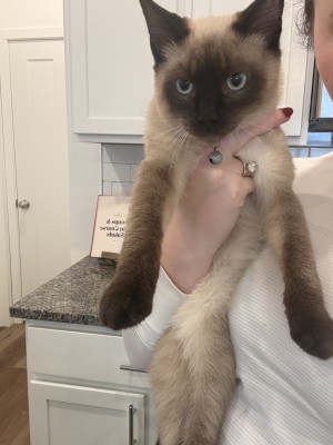 Photo of Banana And Bob