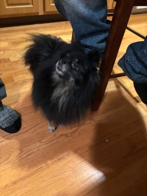 Photo of Loki