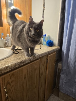 Photo of Misty