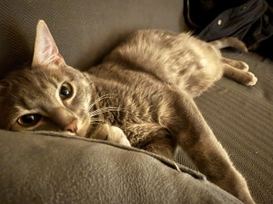 Photo of Astro