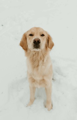Photo of Harper