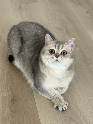 Photo of Amber