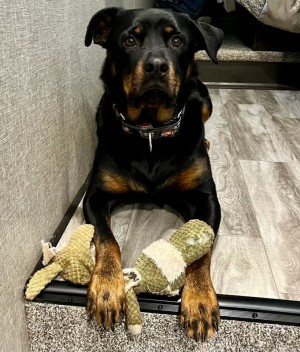 Photo of Harley