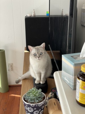 Photo of Xiao Long Bao