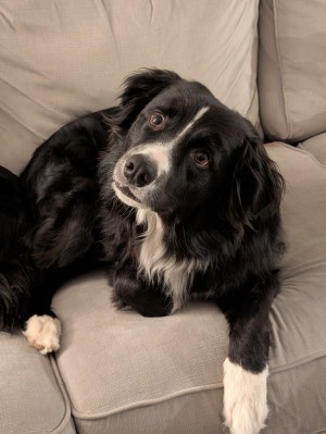 Photo of Teddy