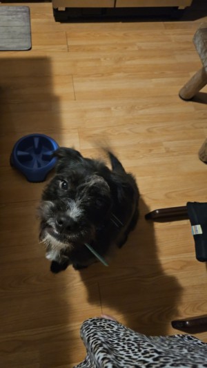 Photo of Pongo