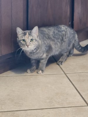 Photo of Martini
