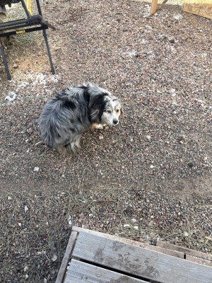 Photo of Aspen