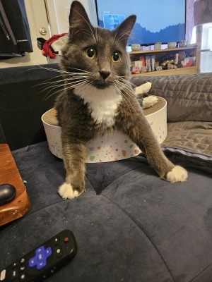 Photo of Milo