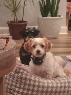 Photo of Atticus And Finley (2 Dogs)
