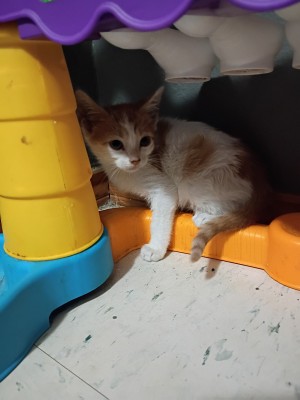 Photo of Ginger