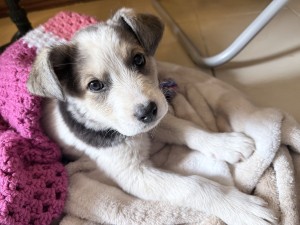 Photo of Lily