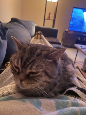 Photo of Shadow