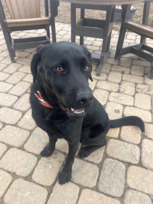 Photo of Tucker