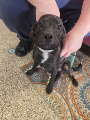Photo of Buddy