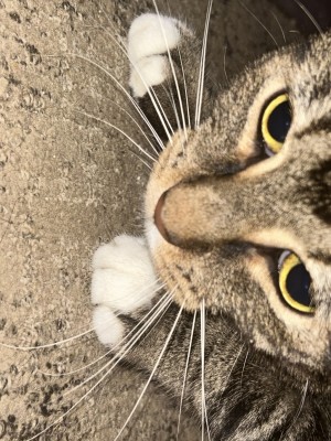Photo of Marble