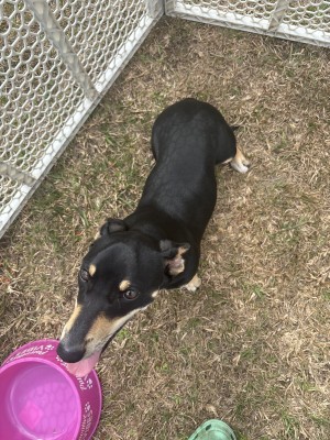 Photo of Max