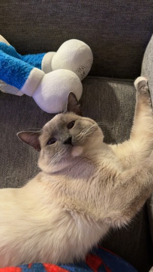 Photo of Simon