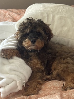 Photo of Milo