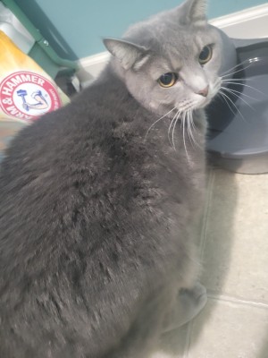 Photo of Winston