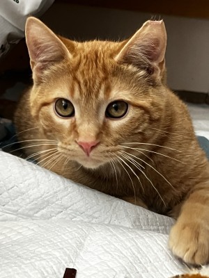 Photo of Remy
