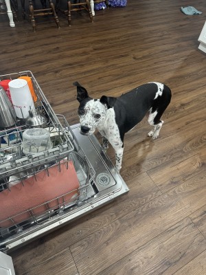 Photo of Spot