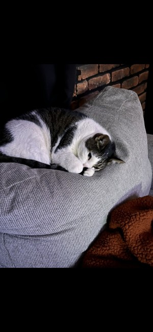 Photo of Milo