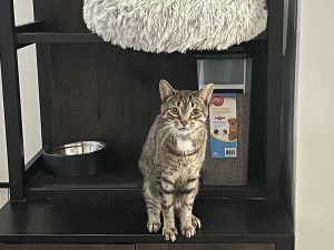 Photo of Magneto