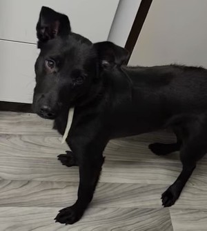 Photo of Duke