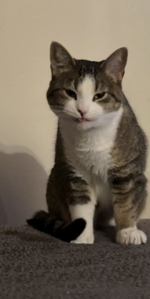 Photo of Jenny (Cat Cat)