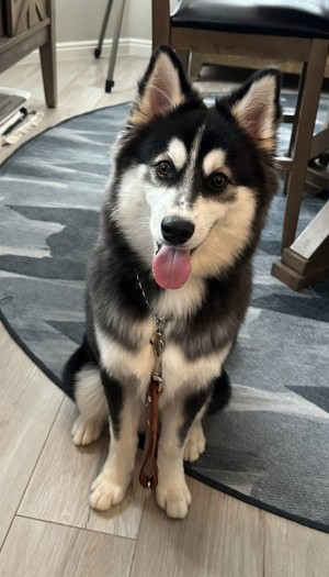 Photo of Loki Timber Wolf
