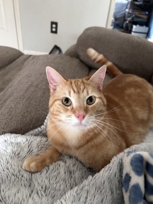 Photo of Cheeto