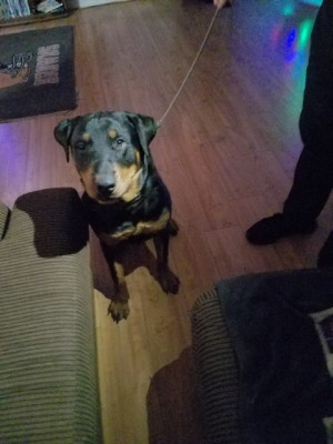 Photo of Brutus