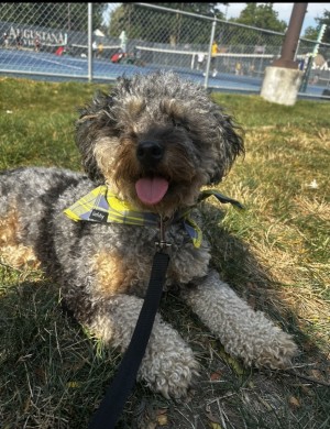 Photo of Stitch