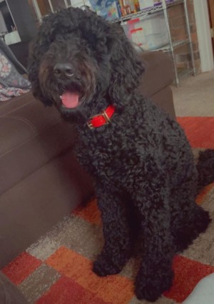 Photo of Onyx