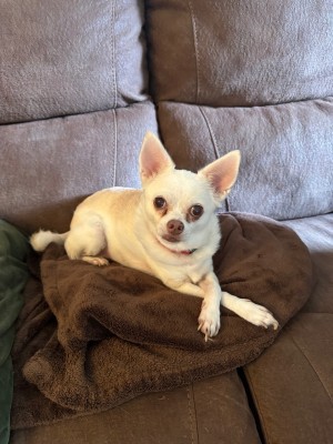 Photo of Bullet