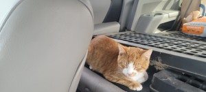 Photo of Pickle