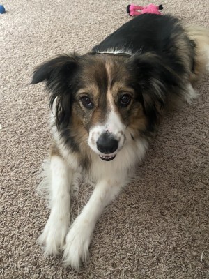 Photo of Suki