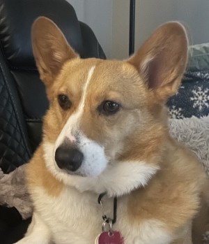 Photo of Milo