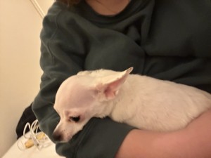 Photo of Mochi