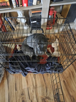 Photo of Raven