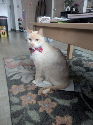 Photo of Sanji