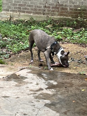 Photo of Belle