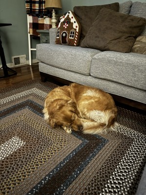 Photo of Stella