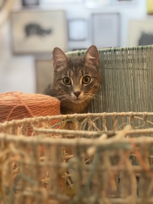 Photo of Sprout