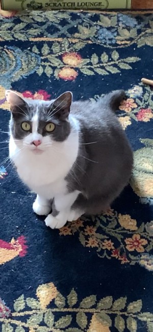 Photo of Pookie
