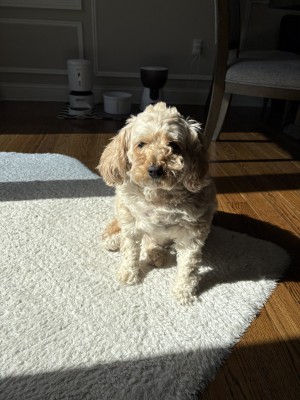 Photo of Roxy