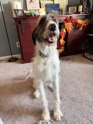 Photo of Barkle