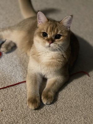 Photo of Maple